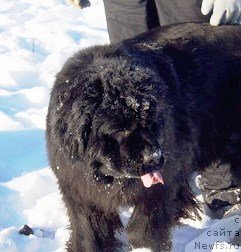 Фото: ньюфаундленд Валенсия Черная Жемчужина