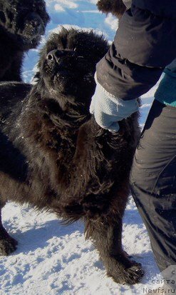 Фото: ньюфаундленд Валенсия Черная Жемчужина