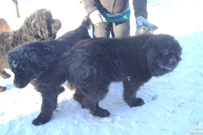 Фотография № 145099