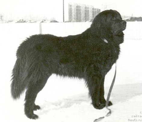 Фото: ньюфаундленд Норман