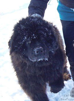 Фотография № 145101