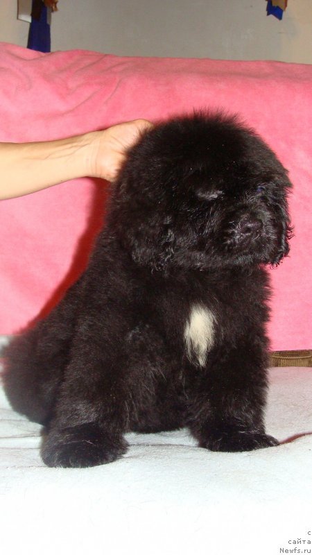 Фото: ньюфаундленд Эмир Эльдорадо из Антаграда (Emir Eldorado is Antagrada)