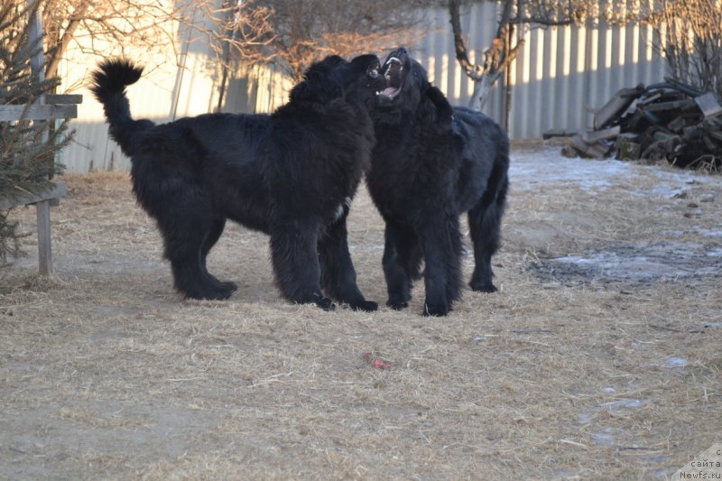Фото: ньюфаундленд Талисман Моря Мишель, ньюфаундленд Талисман Моря Магия Волн