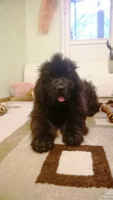 Фото: ньюфаундленд Эверест из Антаграда