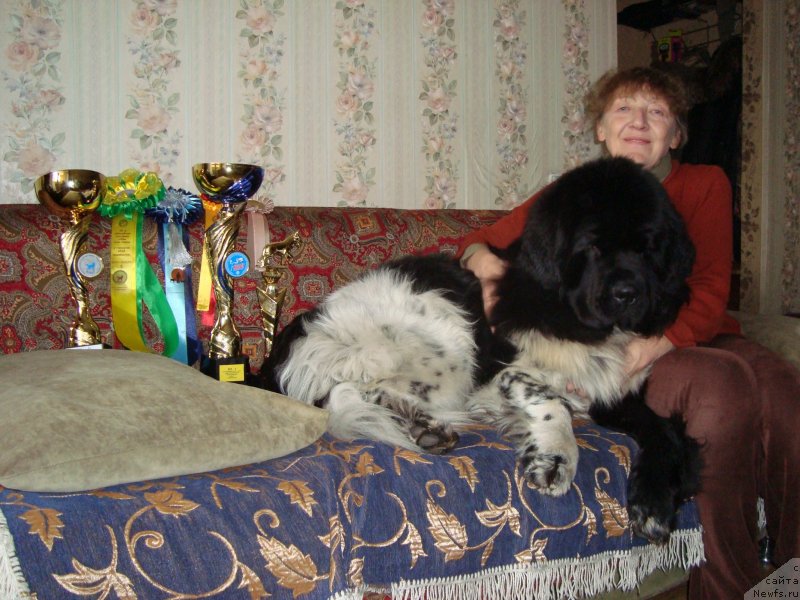 Фото: ньюфаундленд Радуга Желаний из Тихого Омута