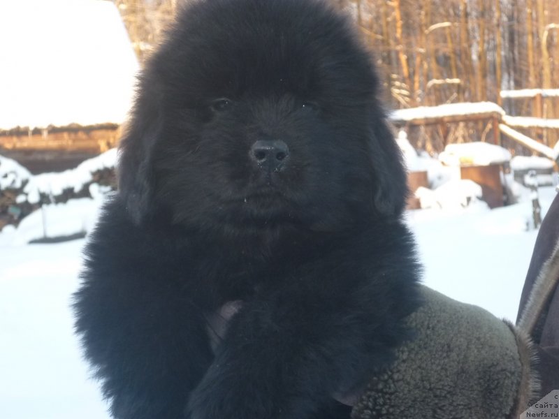 Фото: ньюфаундленд Нью-Пом-Шир Арагон Риддари