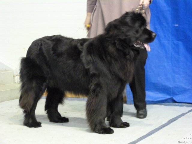Фото: ньюфаундленд Фанньюф Жемапель Мадам Нуар (Funnewf Jemapel Madam Nuar)