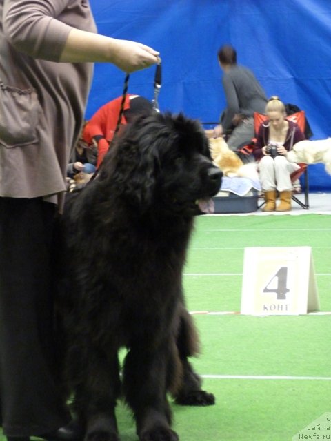 Фото: ньюфаундленд Фанньюф Жемапель Мадам Нуар (Funnewf Jemapel Madam Nuar)