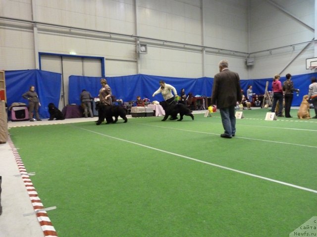 Фото: ньюфаундленд Фанньюф Жемапель Мадам Нуар (Funnewf Jemapel Madam Nuar), ньюфаундленд Сент Джонс Зива фор Сакала (Sent Djons Ziva for Sakala)