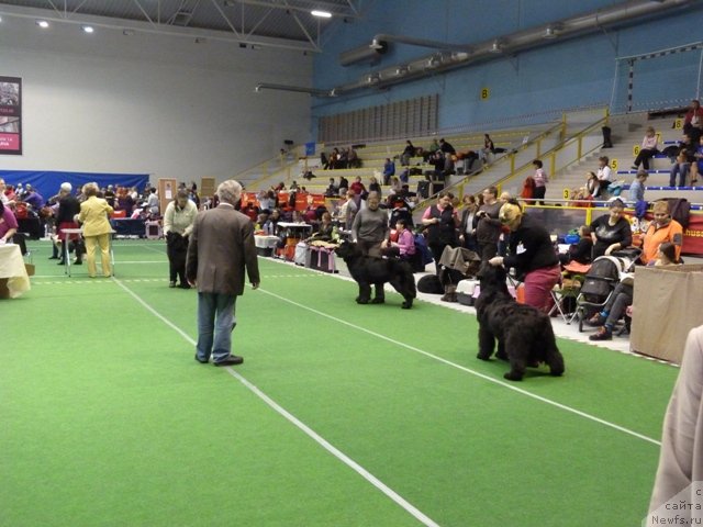 Фото: ньюфаундленд Сент Джонс Зива фор Сакала (Sent Djons Ziva for Sakala), ньюфаундленд Haumean Simasuu, ньюфаундленд Goldbears Whishestonmiron