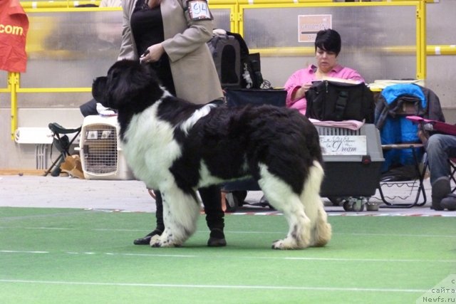 Фото: ньюфаундленд Супер Бизон Зербино