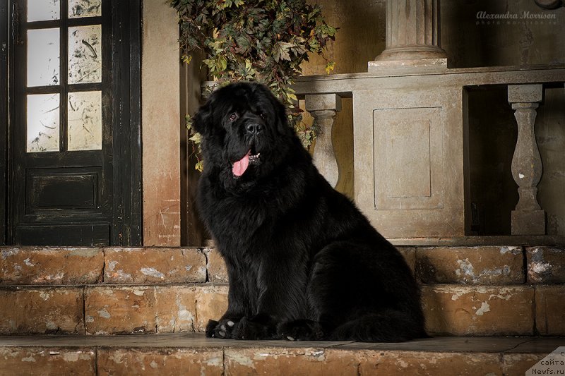 Фотография № 145155