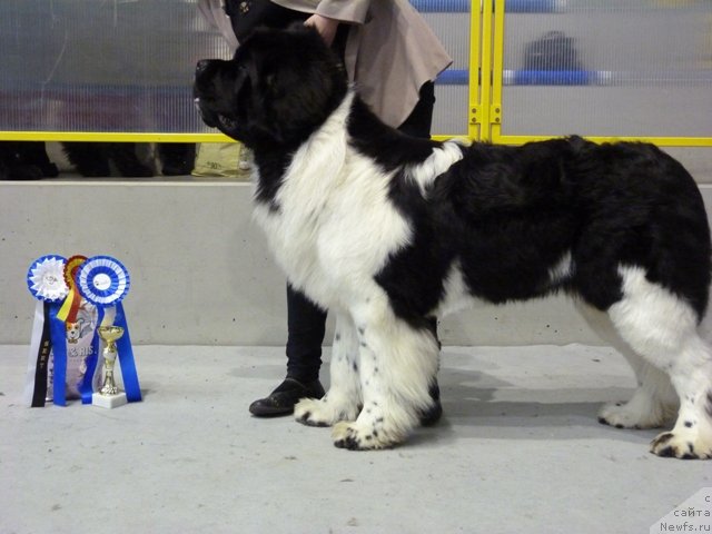 Фото: ньюфаундленд Супер Бизон Зербино