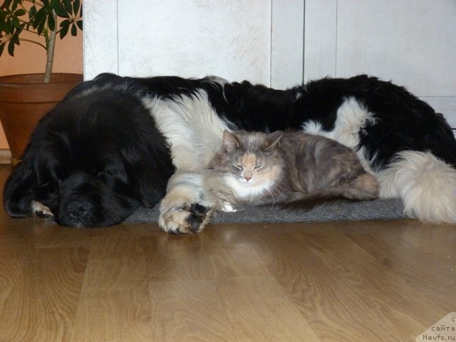 Фото: ньюфаундленд Супер Бизон Зербино