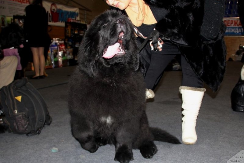 Фотография № 145159