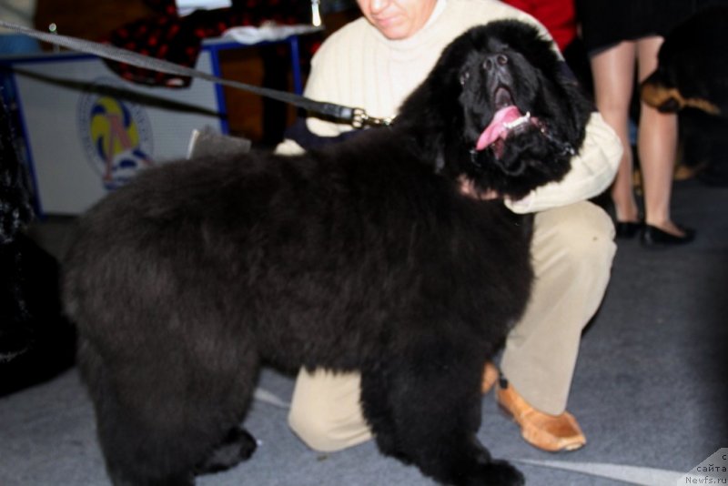 Фотография № 145160