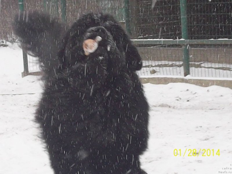 Фото: ньюфаундленд Супер Премиум Микадо (Super Premium Mikado)