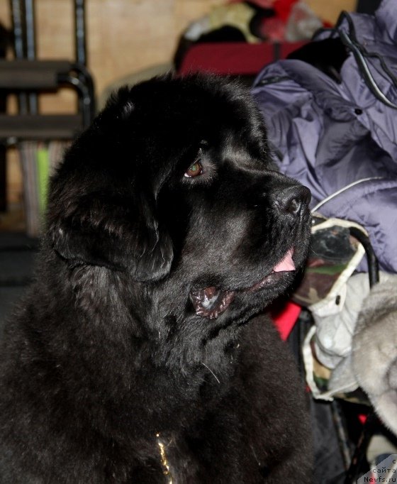 Фотография № 145168