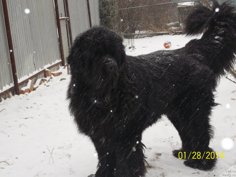 Фото: ньюфаундленд Супер Премиум Микадо (Super Premium Mikado)