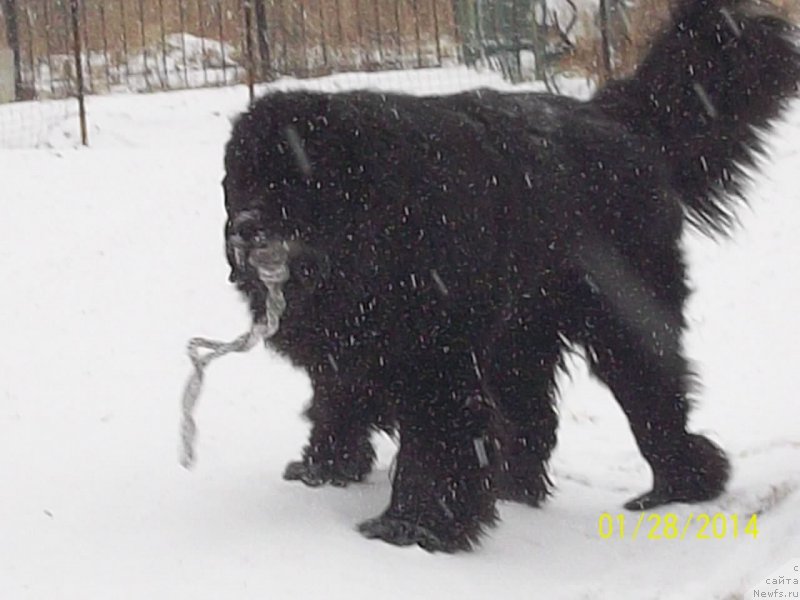 Фото: ньюфаундленд Супер Премиум Микадо (Super Premium Mikado)