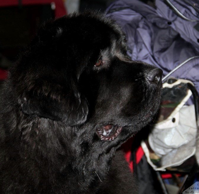 Фотография № 145174