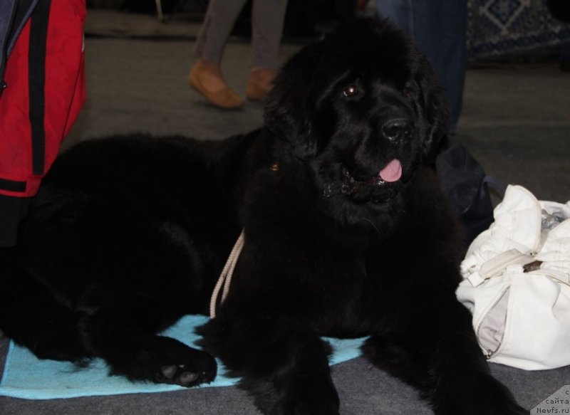 Фото: ньюфаундленд Аллегро Кон Брио Династия Совершенства (Allegro Con Brio Dinastiya Soverchenstva)