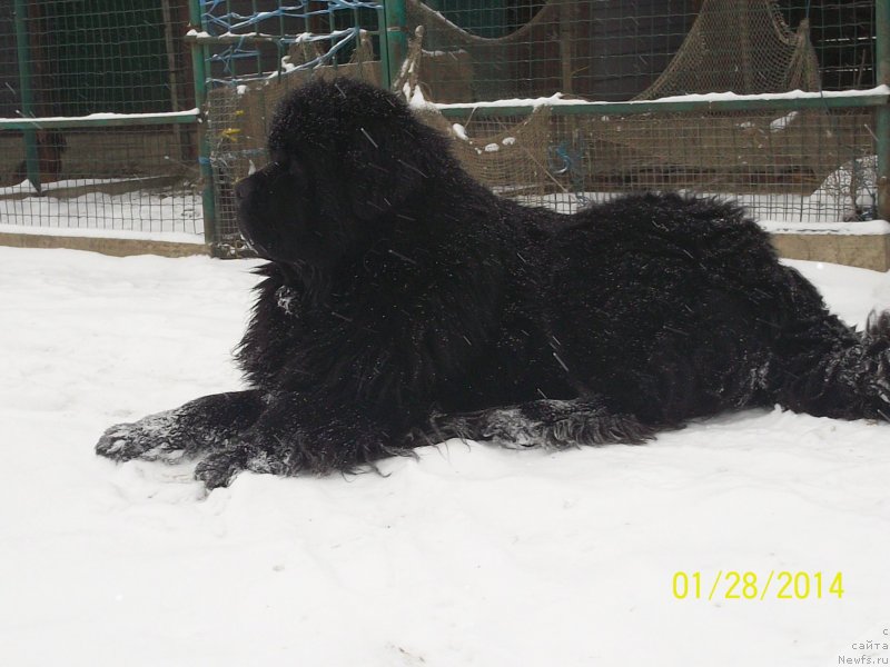 Фото: ньюфаундленд Супер Премиум Микадо (Super Premium Mikado)