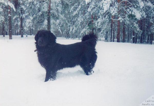 Фото: ньюфаундленд Олси Нью Ленд