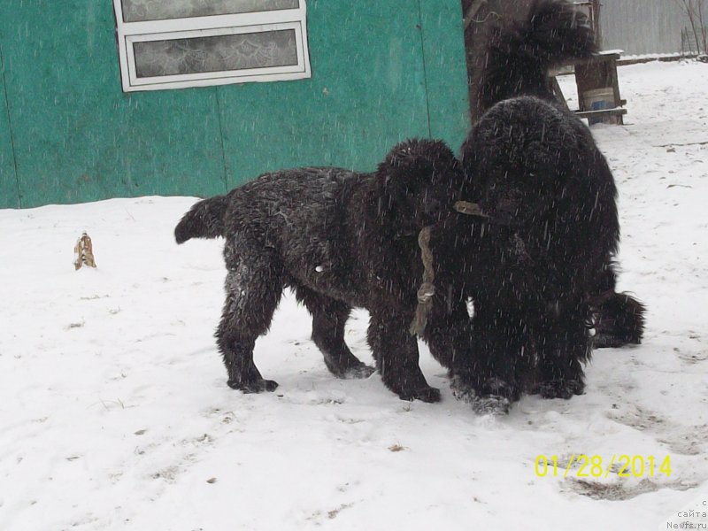 Фото: ньюфаундленд Супер Премиум Микадо (Super Premium Mikado), ньюфаундленд Супер Премиум Нао Дел Трато