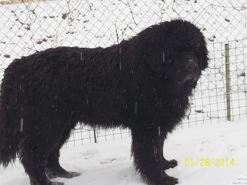 Фото: ньюфаундленд Виски Ред Лейбл Вепс (Viski Red Label Veps)