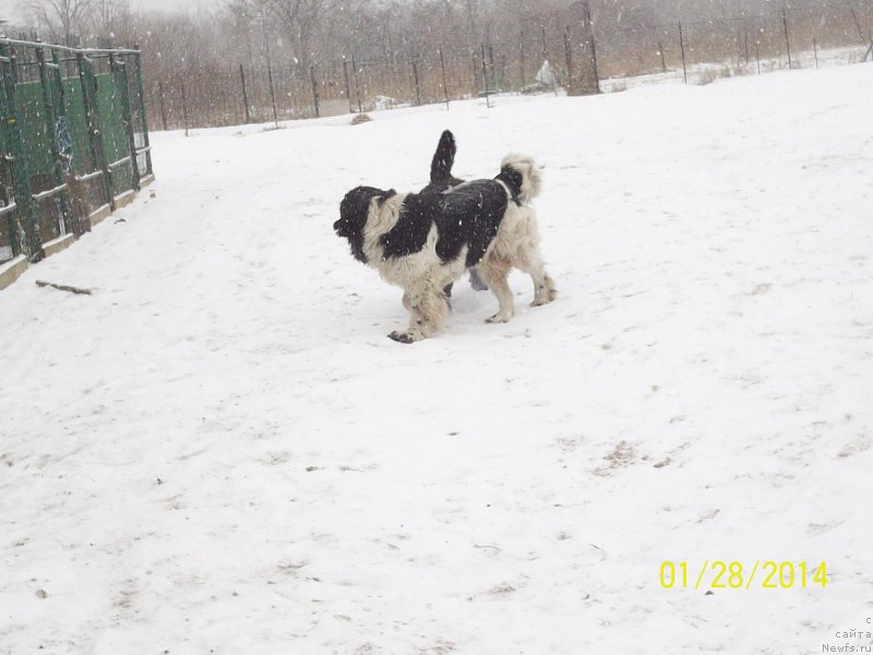 Фото: ньюфаундленд Супер Премиум Литониэль Валланинор (Super Premium Litoniel Vallaninor)