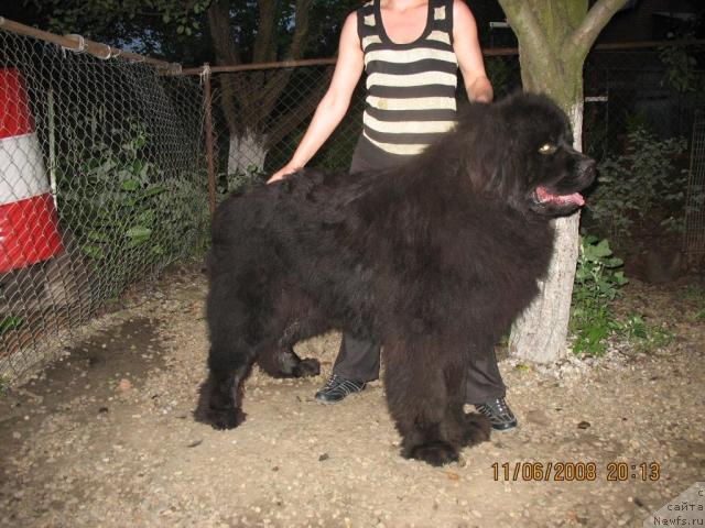 Фото: ньюфаундленд Жгучий Брюнет с Берега Дона