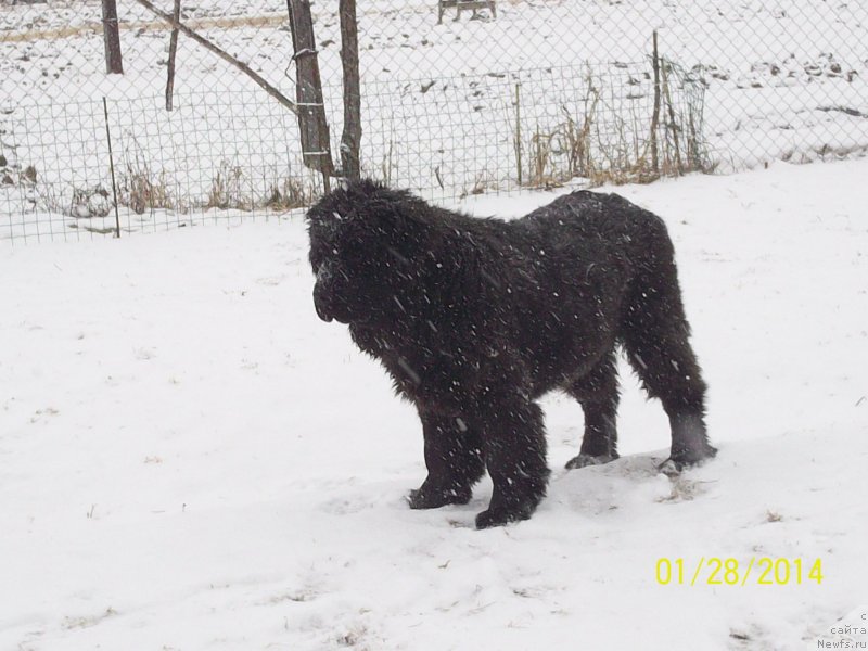 Фото: ньюфаундленд Супер Премиум Немессис