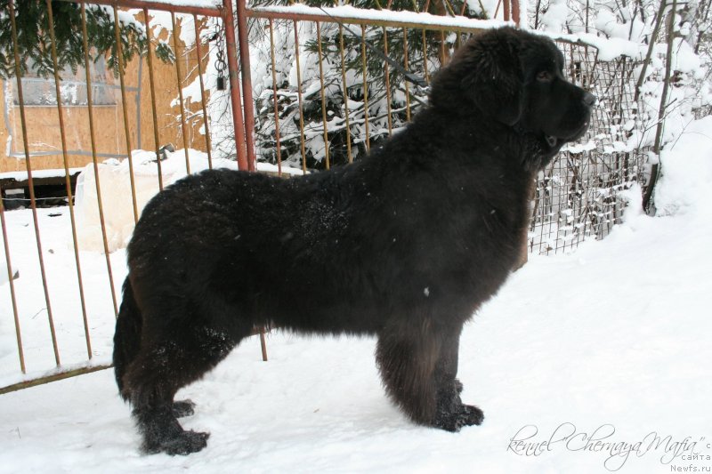 Фотография № 145198