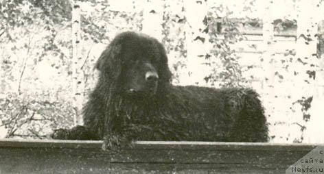 Фото: ньюфаундленд Гера