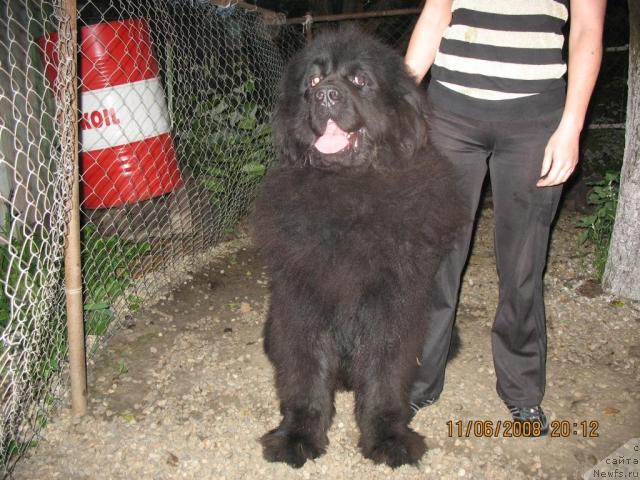 Фото: ньюфаундленд Жгучий Брюнет с Берега Дона