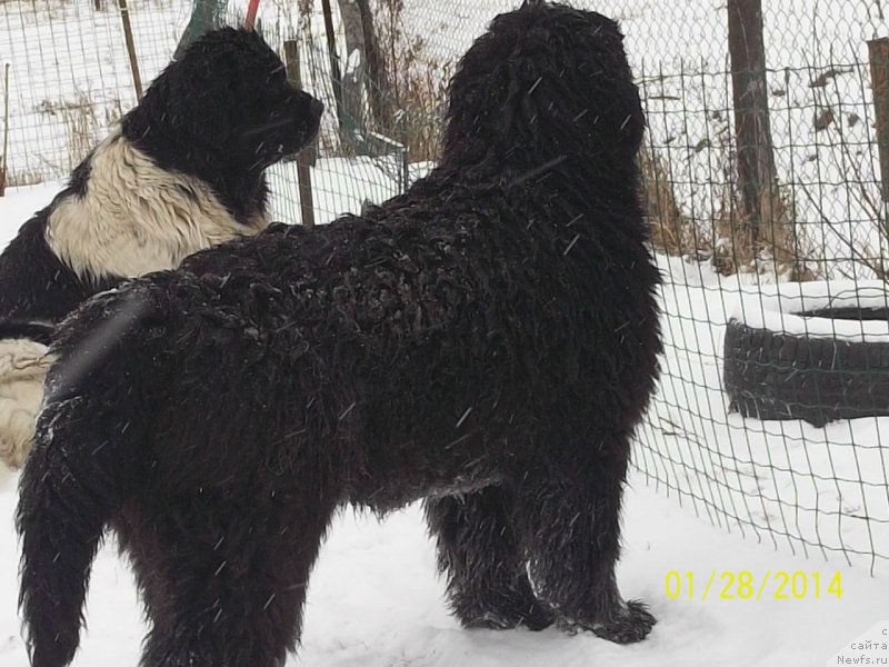 Фото: ньюфаундленд Супер Премиум Нао Дел Трато