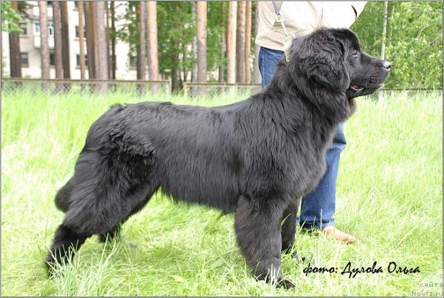 Фото: ньюфаундленд Сент Джонс Мулен Руж