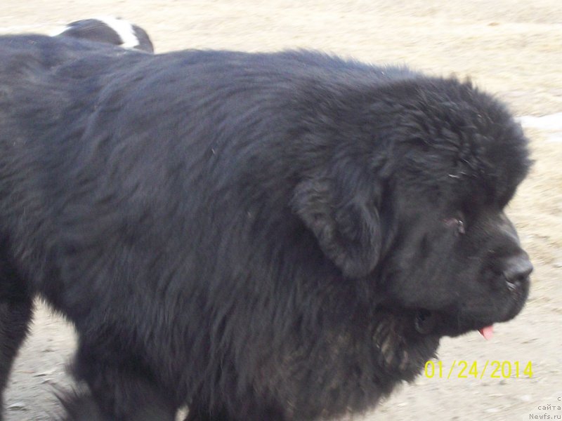 Фото: ньюфаундленд Супер Премиум Микадо (Super Premium Mikado)