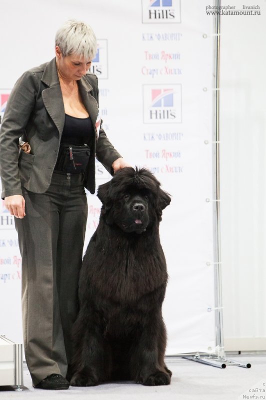 Фото: ньюфаундленд С'Нежная Вьюга Амороне Сартори (S'Nezhnaya Vjuga Amorone Sartori), Нина Базулина