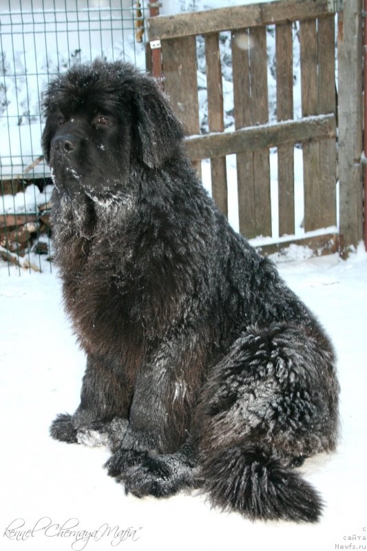 Фото: ньюфаундленд Черная Мафия Муст Хаве (Chernaya Mafia Must Have)