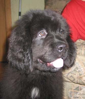 Фото: ньюфаундленд Сент Джонс Калипсо (Sent Djons Kalipso)