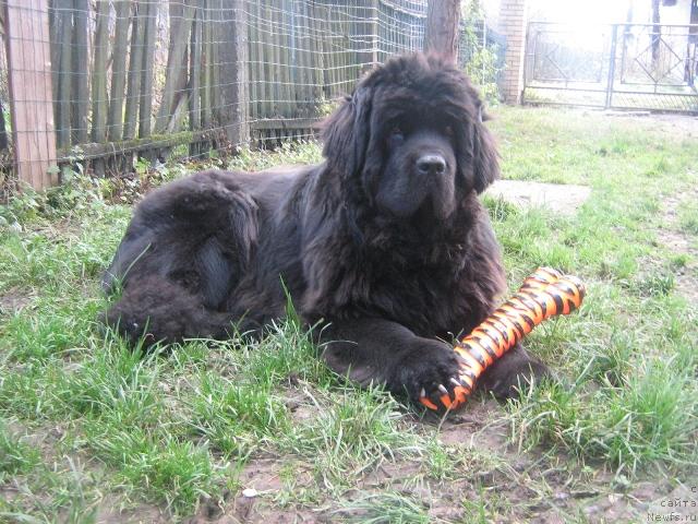 Фото: ньюфаундленд Ultra Faundland