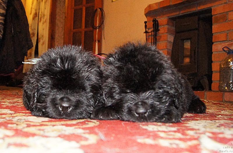 Фото: ньюфаундленд Супер Бизон Леонардо, ньюфаундленд Супер Бизон Лилимэн (Super Bizon Liliman)