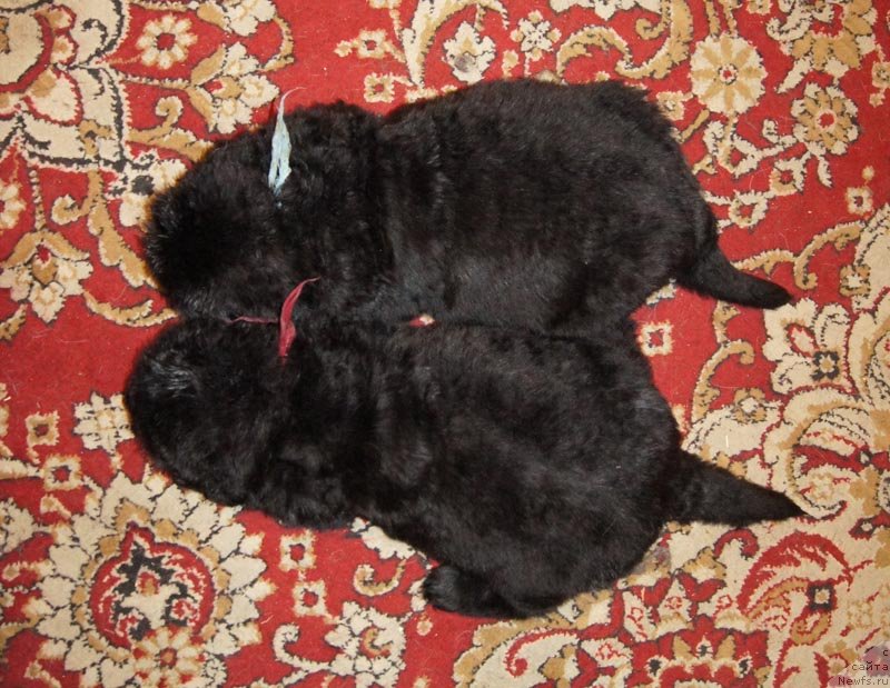 Фото: ньюфаундленд Супер Бизон Леонардо, ньюфаундленд Супер Бизон Лилимэн (Super Bizon Liliman)