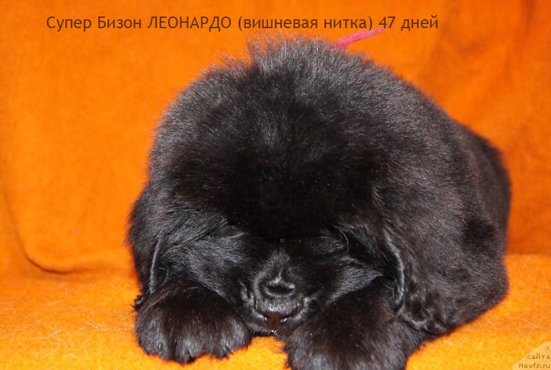 Фото: ньюфаундленд Супер Бизон Леонардо