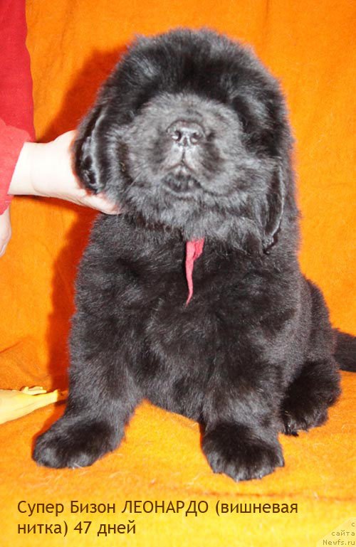 Фото: ньюфаундленд Супер Бизон Леонардо