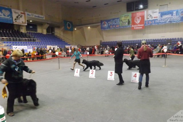 Фото: ньюфаундленд Аллегро Кон Брио Династия Совершенства (Allegro Con Brio Dinastiya Soverchenstva), ньюфаундленд Vanilla Sky Lady Super Mishka, ньюфаундленд Lamborgini Mister Newf