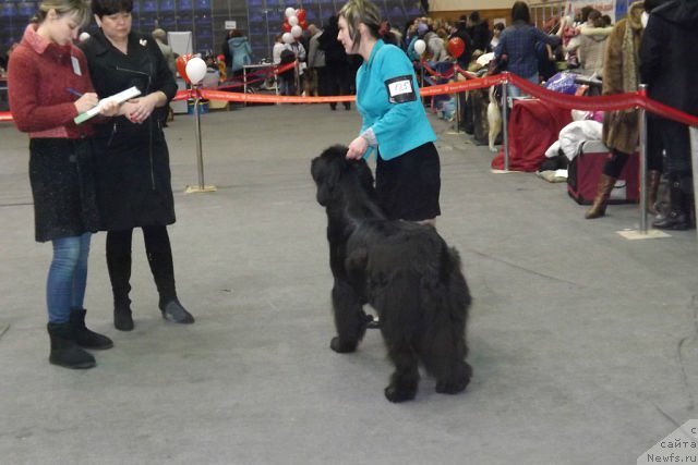 Фото: ньюфаундленд Vanilla Sky Lady Super Mishka