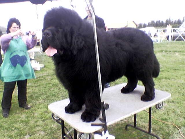 Фото: ньюфаундленд Black Sanderland Little Bear